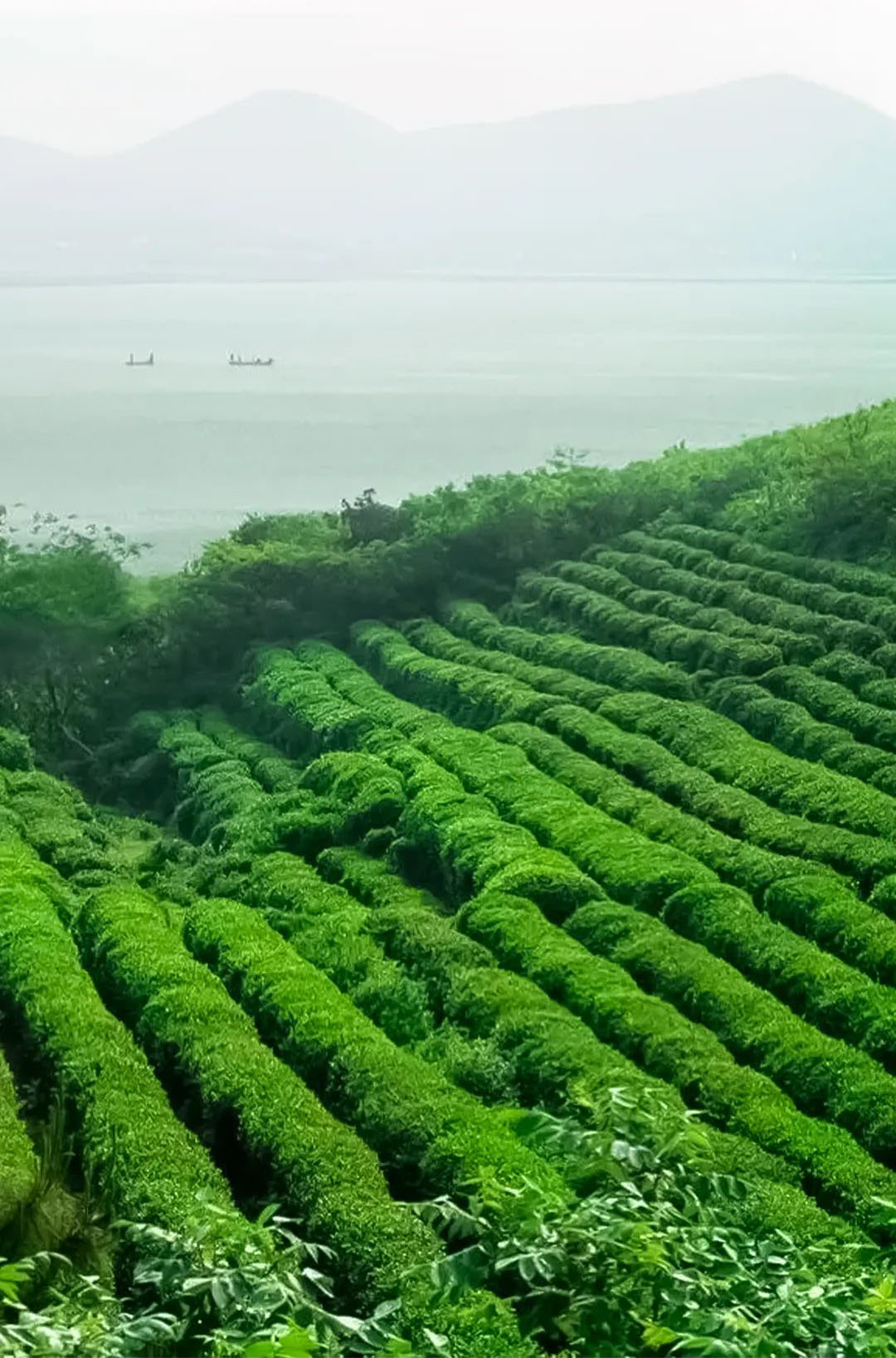 小茶栽堂 至味江浙 丝路皖南 江南山水 烟雨江南