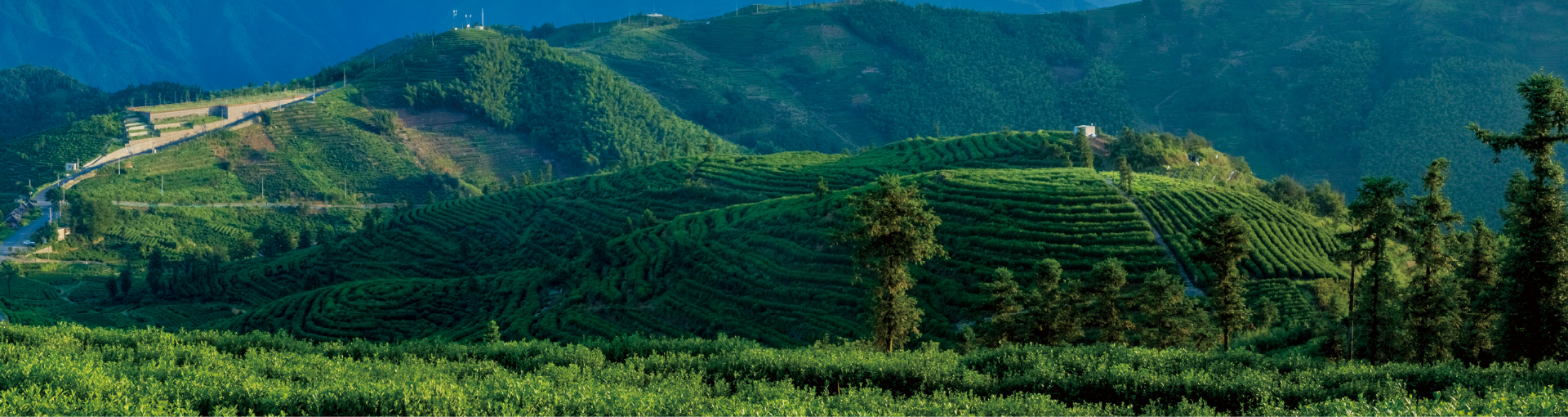 小茶栽堂 探索地理名茶