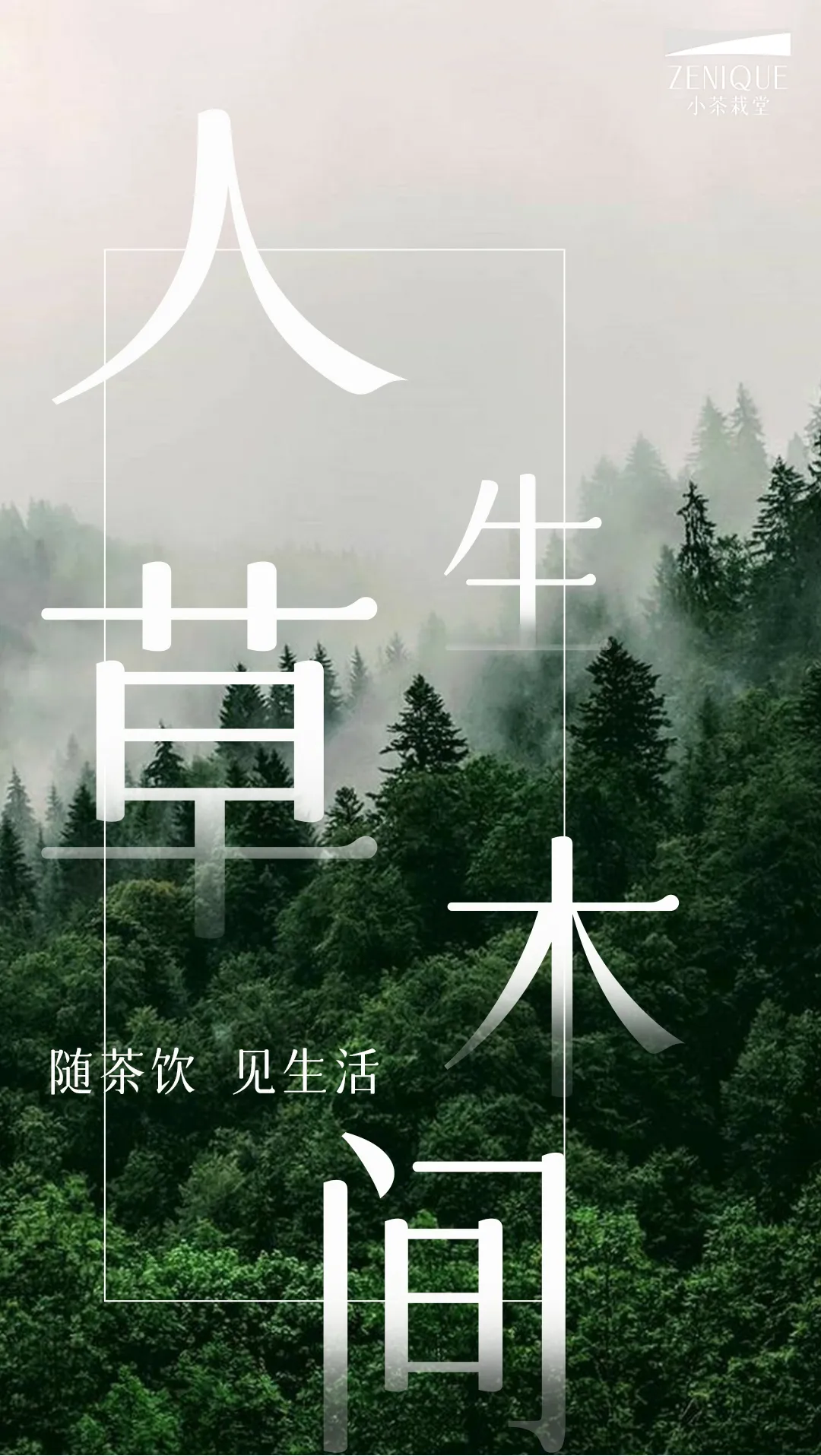 小茶故事第5期 | 生活篇 人生草木间